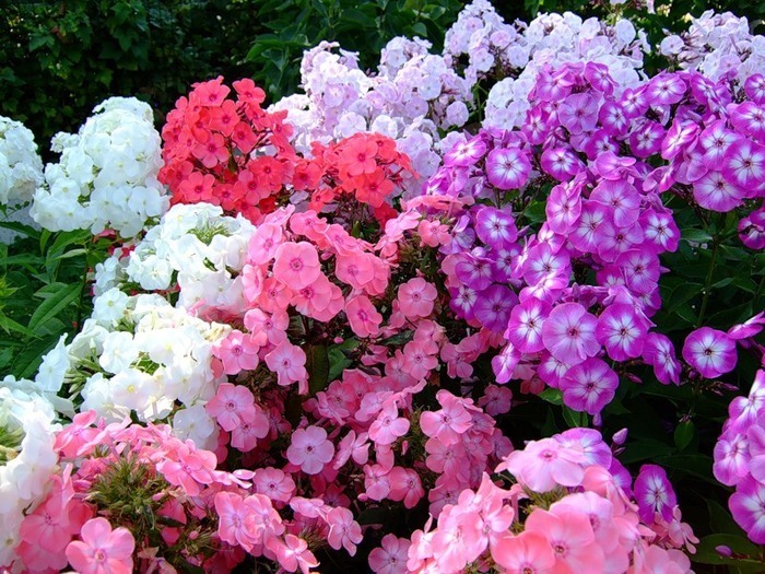 Топ-10 самых ароматных цветов