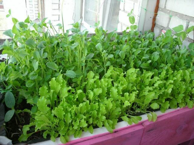 Руккола на подоконнике: выращиваем из семян дома!
