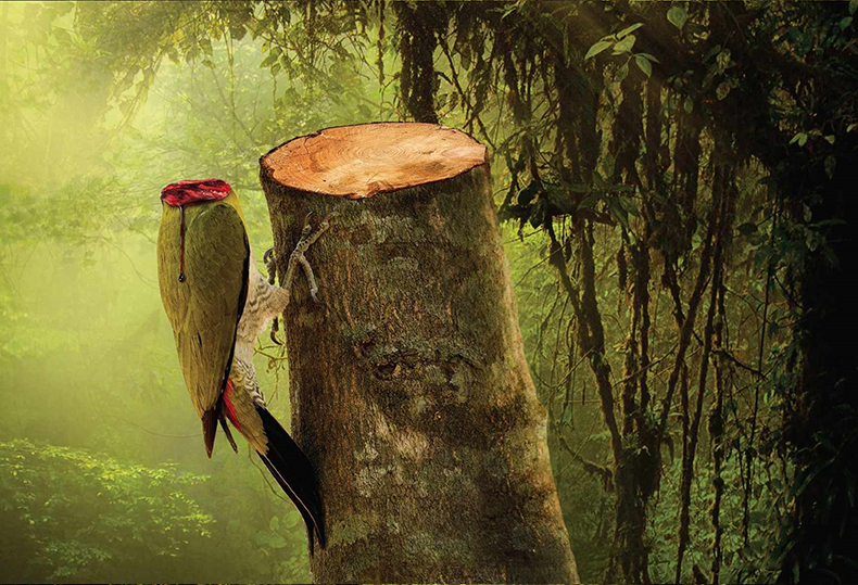 Вырубка лесов убивает жизнь: социальная реклама в защиту животных и природы