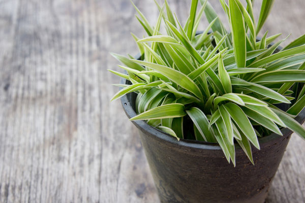 15 комнатных растений, улучшающих воздух в Вашем доме
