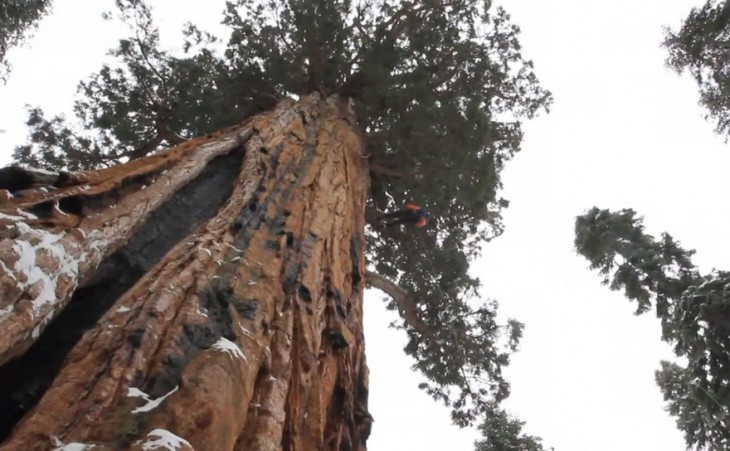 Фотографы работали 32 дня,чтобы заснять это дерево целиком