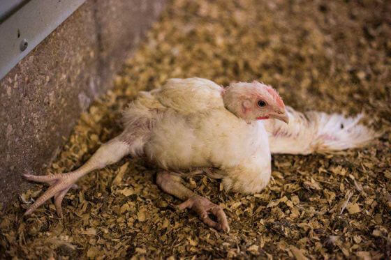 Очередное расследование на птицефабриках Израиля: гормоны и антибиотики для птиц