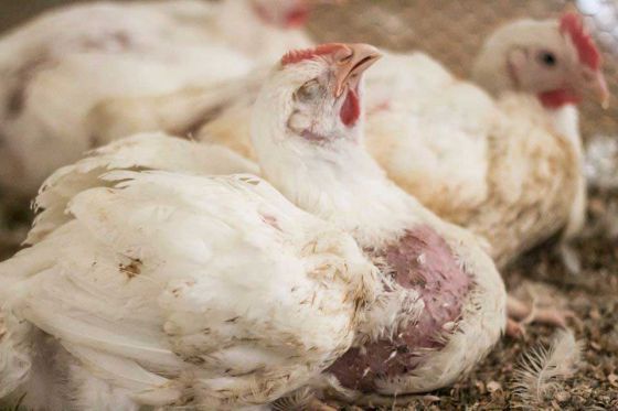 Очередное расследование на птицефабриках Израиля: гормоны и антибиотики для птиц