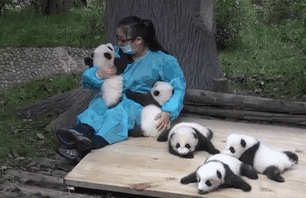 Самая лучшая профессия в мире: обнимальщик панд