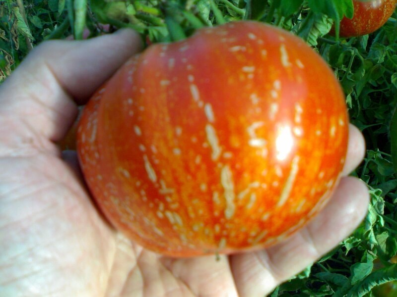 Необычные сорта томатов - с узорчатыми и бархатными плодами  