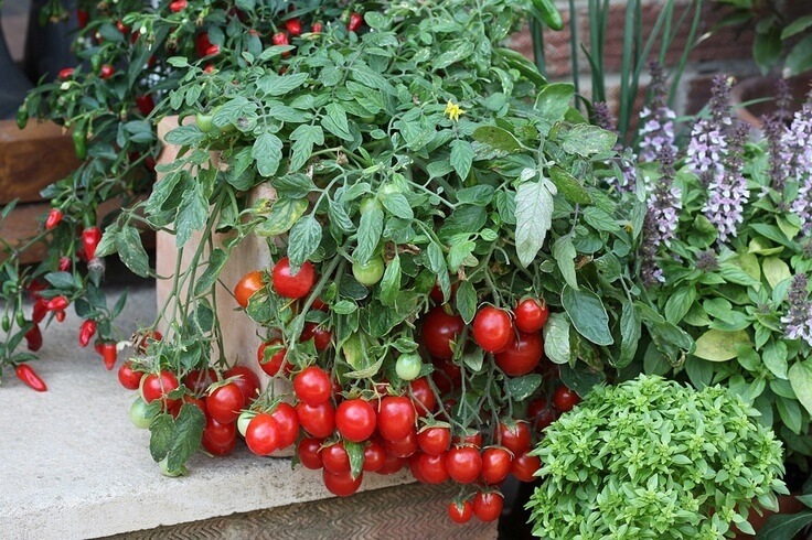 Как вырастить ранние крупные томаты в ведре