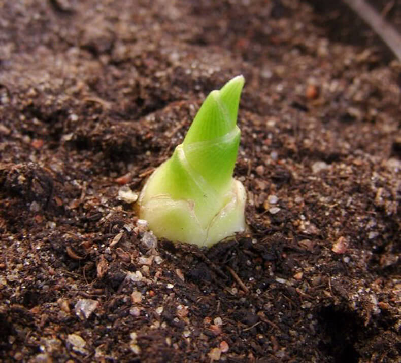 Имбирь — рогатый корень молодости: как посадить и как ухаживать