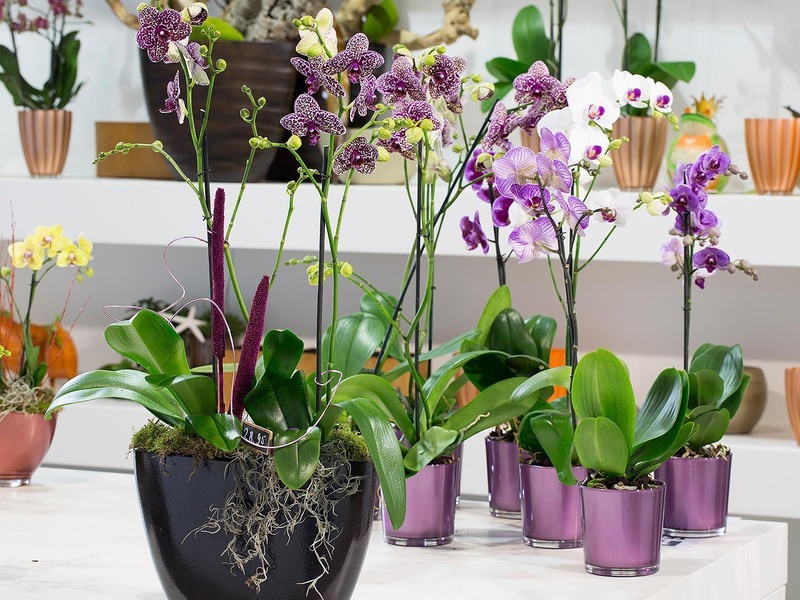 Секреты размножения орхидеи: как одно растение превратить в 100!