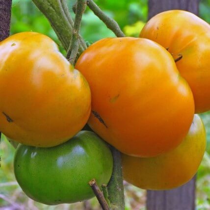 Как спасти томаты от фитофтороза без химикатов