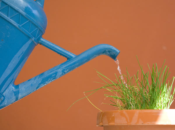 Как правильно поливать растения в домашнем огороде