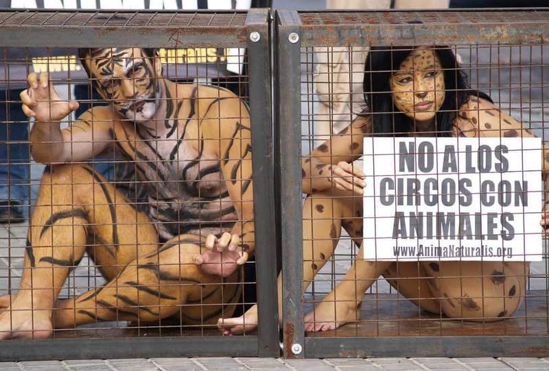 Около 300 городов Испании запретили цирки с животными
