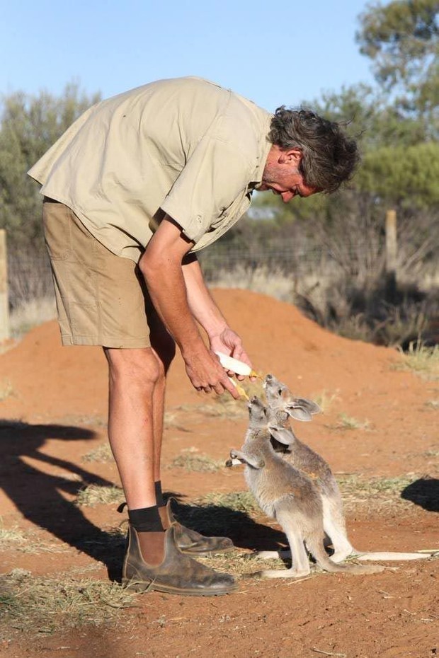 Крис Барнс спасает кенгурят, которые были обречены погибнуть