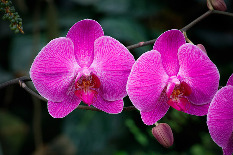 Как ухаживать за орхидеей Фаленопсис круглый год