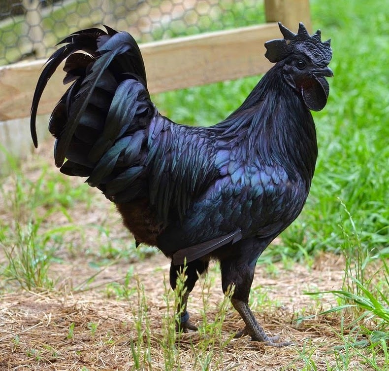 Аям Цемани — невероятная  угольно-черная порода кур
