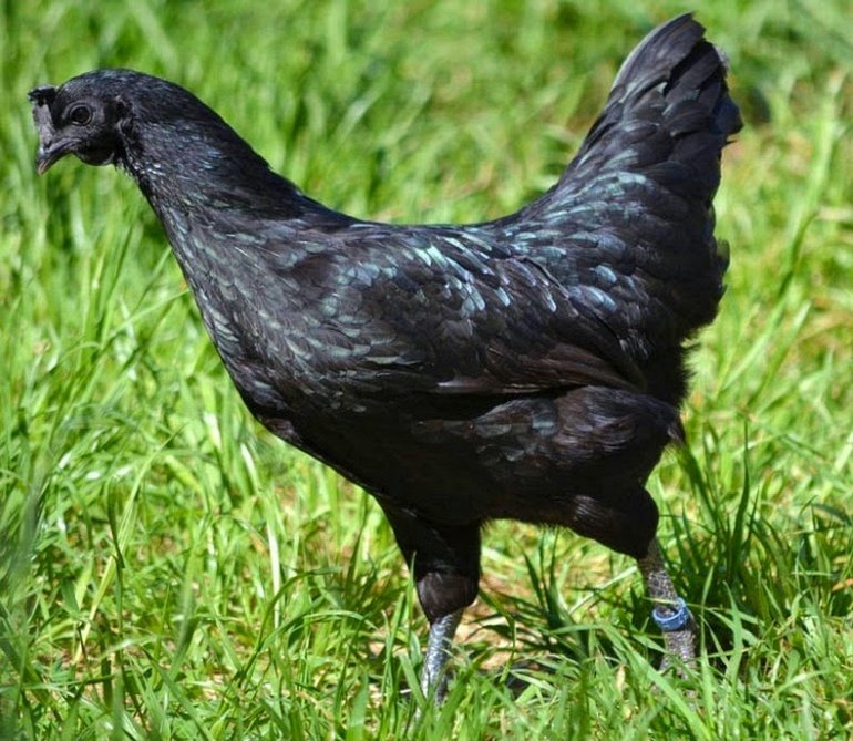 Аям Цемани — невероятная  угольно-черная порода кур