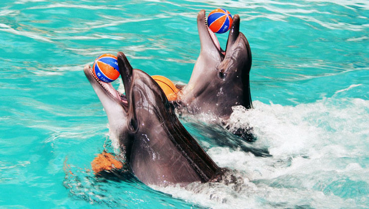 ШОК! Дельфинарий: по ту сторону праздника