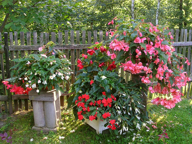 Однолетники для Вашего сада, цветущие все лето