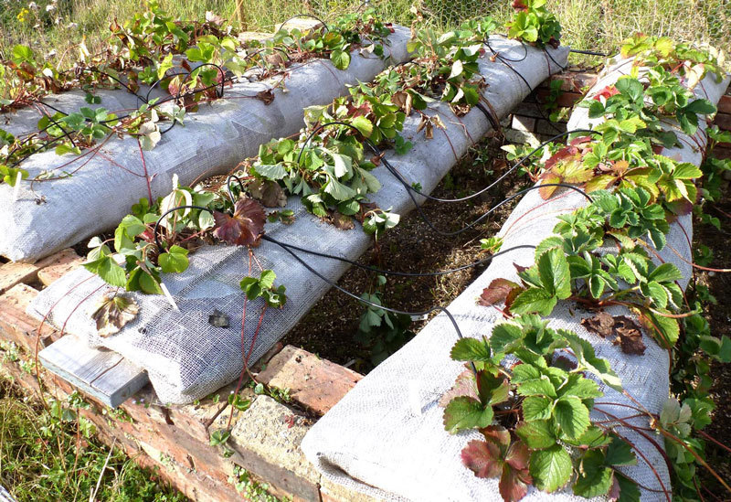 Идея малого бизнеса: Выращивание клубники в мешках