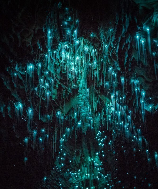 Это зрелище впечатляет! Невероятные существа в пещерах Новой Зеландии