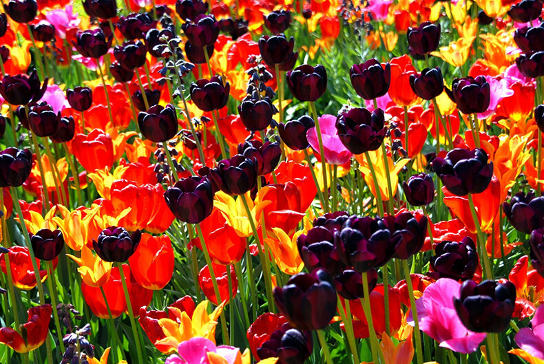 15 цветочных спецэффектов для украшения сада