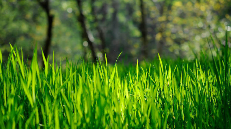 Ученые получили дешевый источник энергии из газонной травы