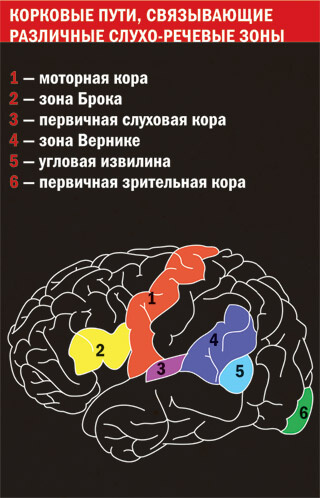 Как работает мозг во время чтения