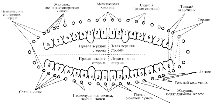 Связь зубов с эндокринной системой и позвоночником