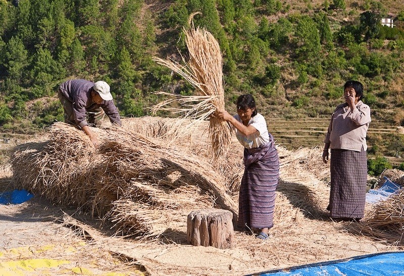 Государство Бутан переходит на органическое сельское хозяйство