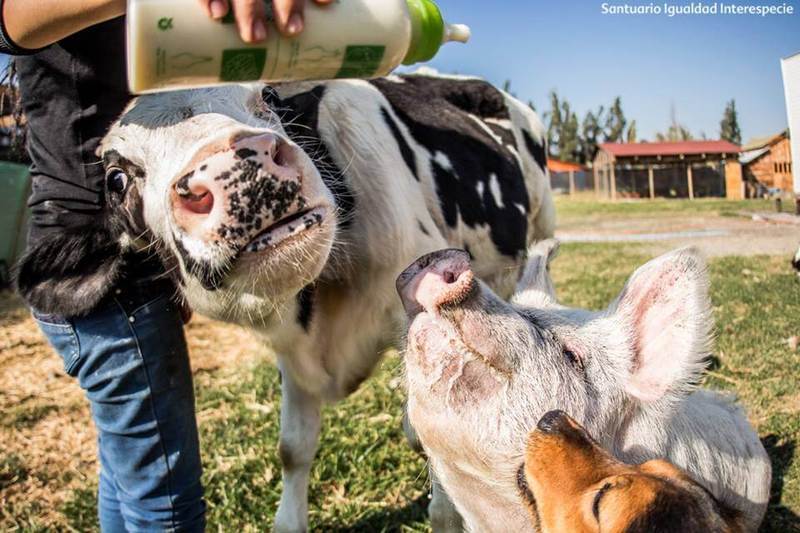 Ферма для спасённых животных в Чили 