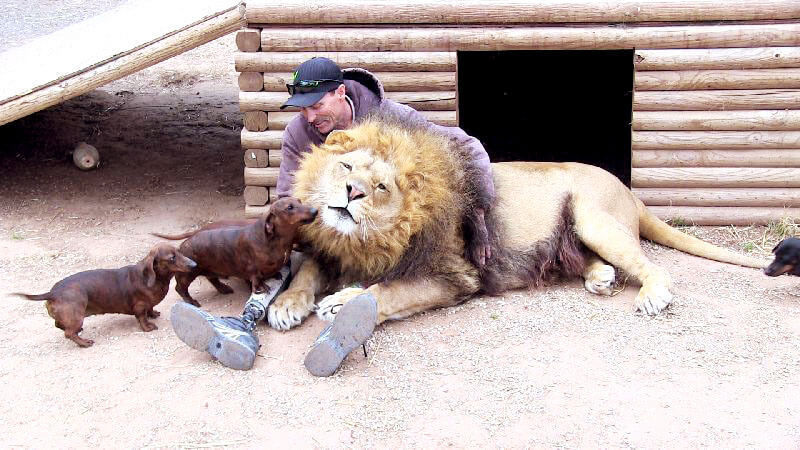 Как лев с таксой стали неразлучными друзьями