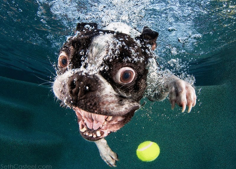 Фоторепортаж—уморительные морды ныряющих собак
