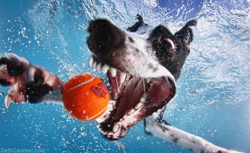 Фоторепортаж—уморительные морды ныряющих собак