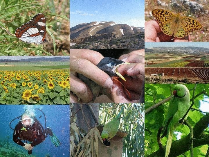 Органические фермы и биоразнообразие