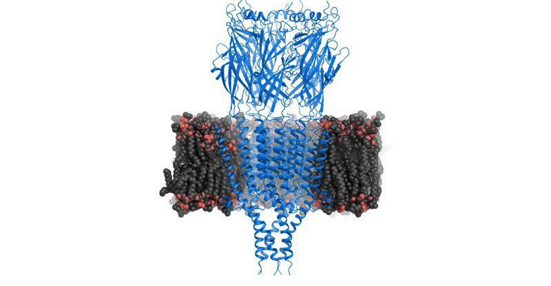 Выявлена структура рецептора серотонина