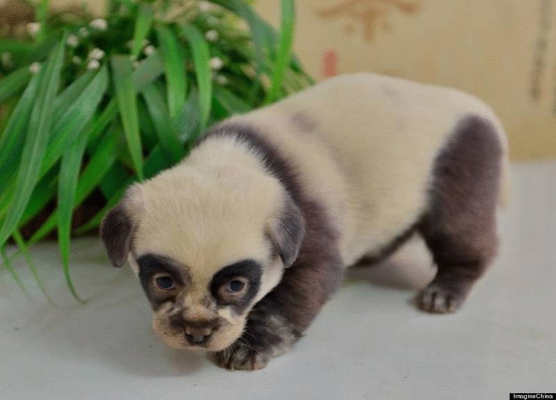 В Китае на свет появились щенки, похожие на панд