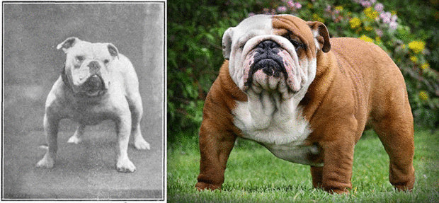 К чему привели 100 лет  улучшения  породистых собак
