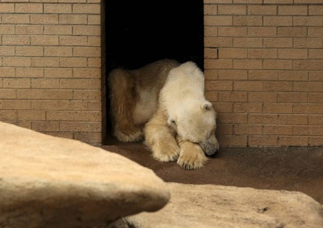 Умер последний в Африке белый медведь