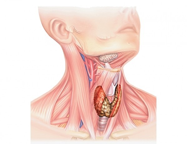 Щитовидная железа: психосоматика проблемы 