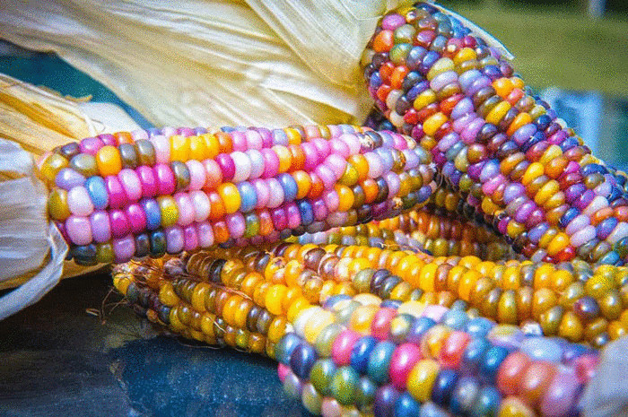 Чудо селекции—кукуруза  фермера Карла Барнса  «Glass Gem»