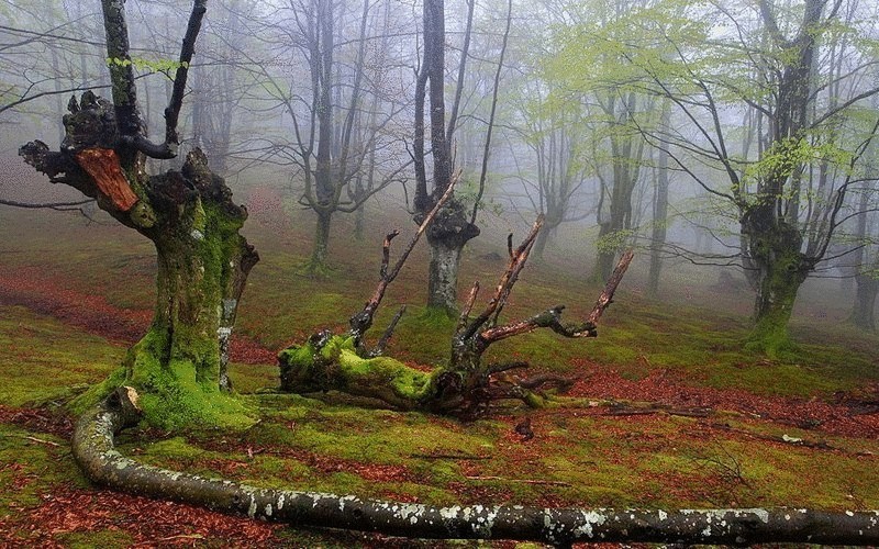 Мистический лес Страны Басков