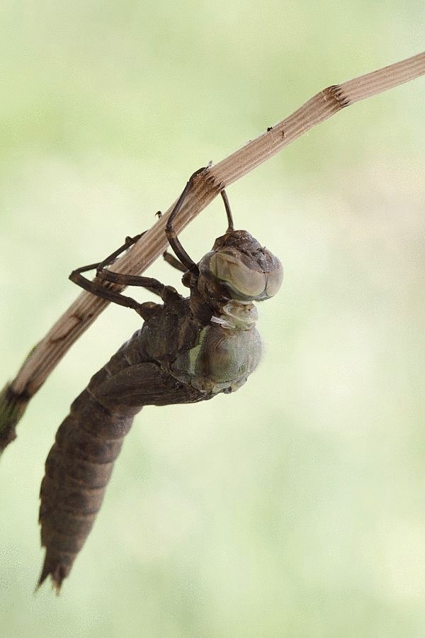 Фоторепортаж — рождение стрекозы