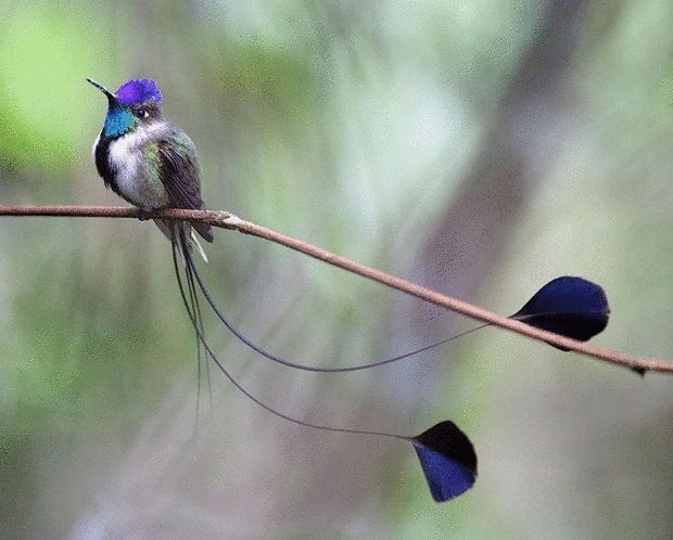 Макроснимки колибри — самой маленькой птички на планете 