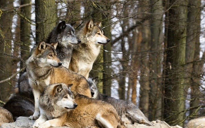 О волках,  хрупкости экоситемы и экологии страха