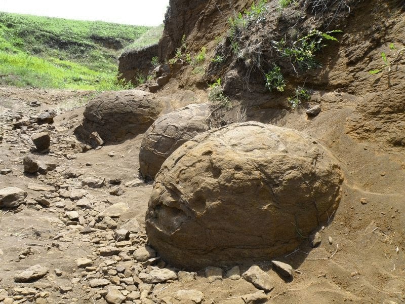 В степях Монголии нашли яйца динозавра