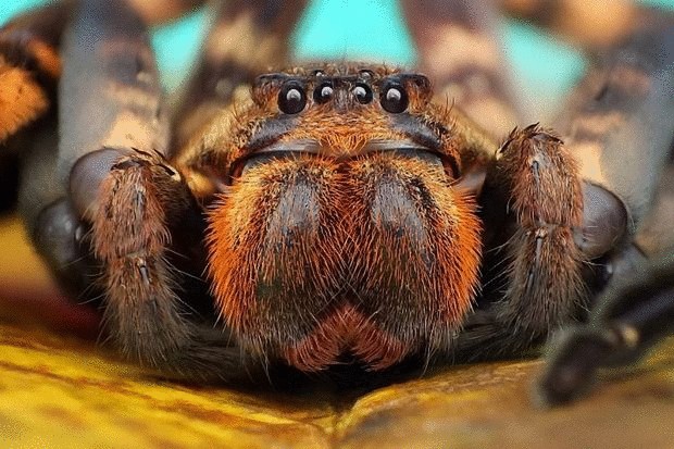 Фоторепортаж — паук прыгун и его необычные глаза 