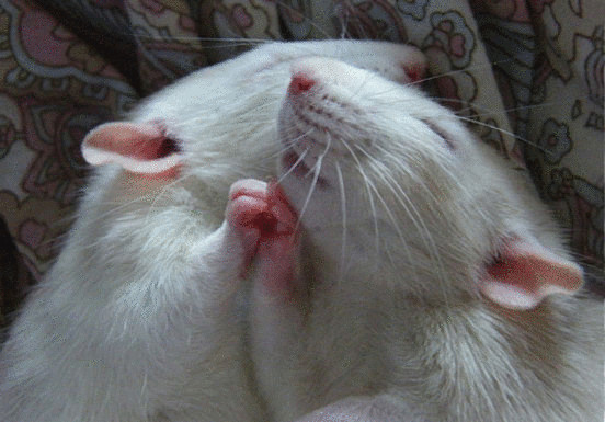 Фотографии Джессика Флоренс и Эллен Ван Дилен, которые изменят ваше представление о крысах