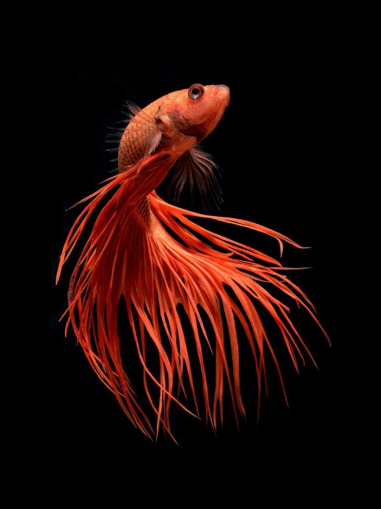 Удивительно красивые фото  рыб от Visarute Angkatavanich