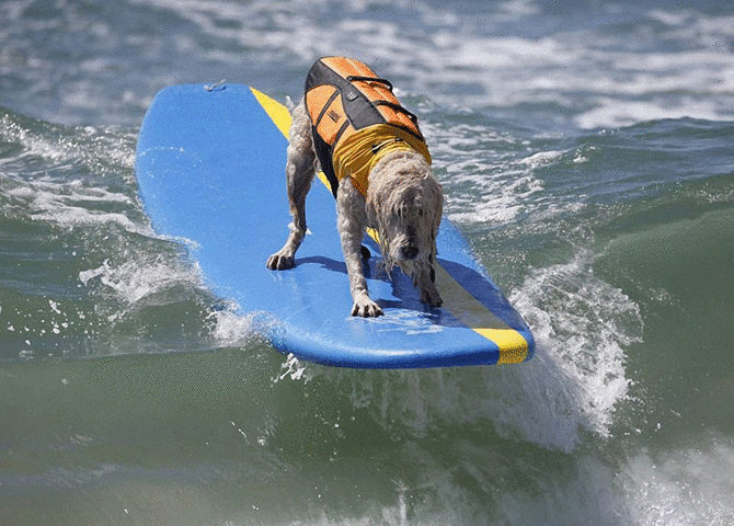 Собаки- сёрфингисты на соревнованиях в Huntington Beach 2014