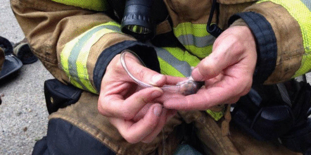 Пожарные спасли хомячков при помощи кислородных масок