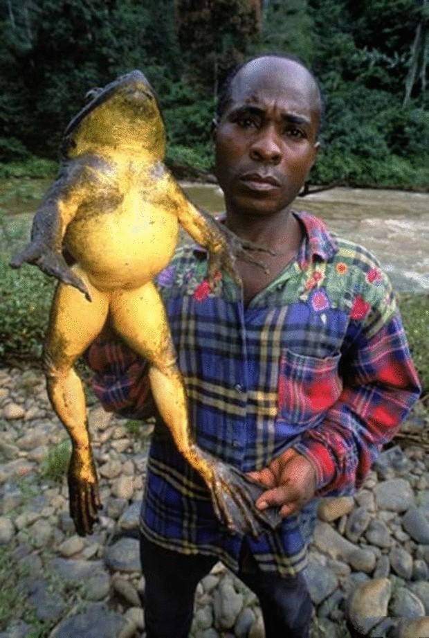 Самые редкие лягушки в мире